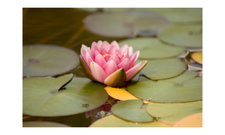 Christy Noonan: Meditations on Waterlilies